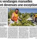 L'exception des vendanges manuelles